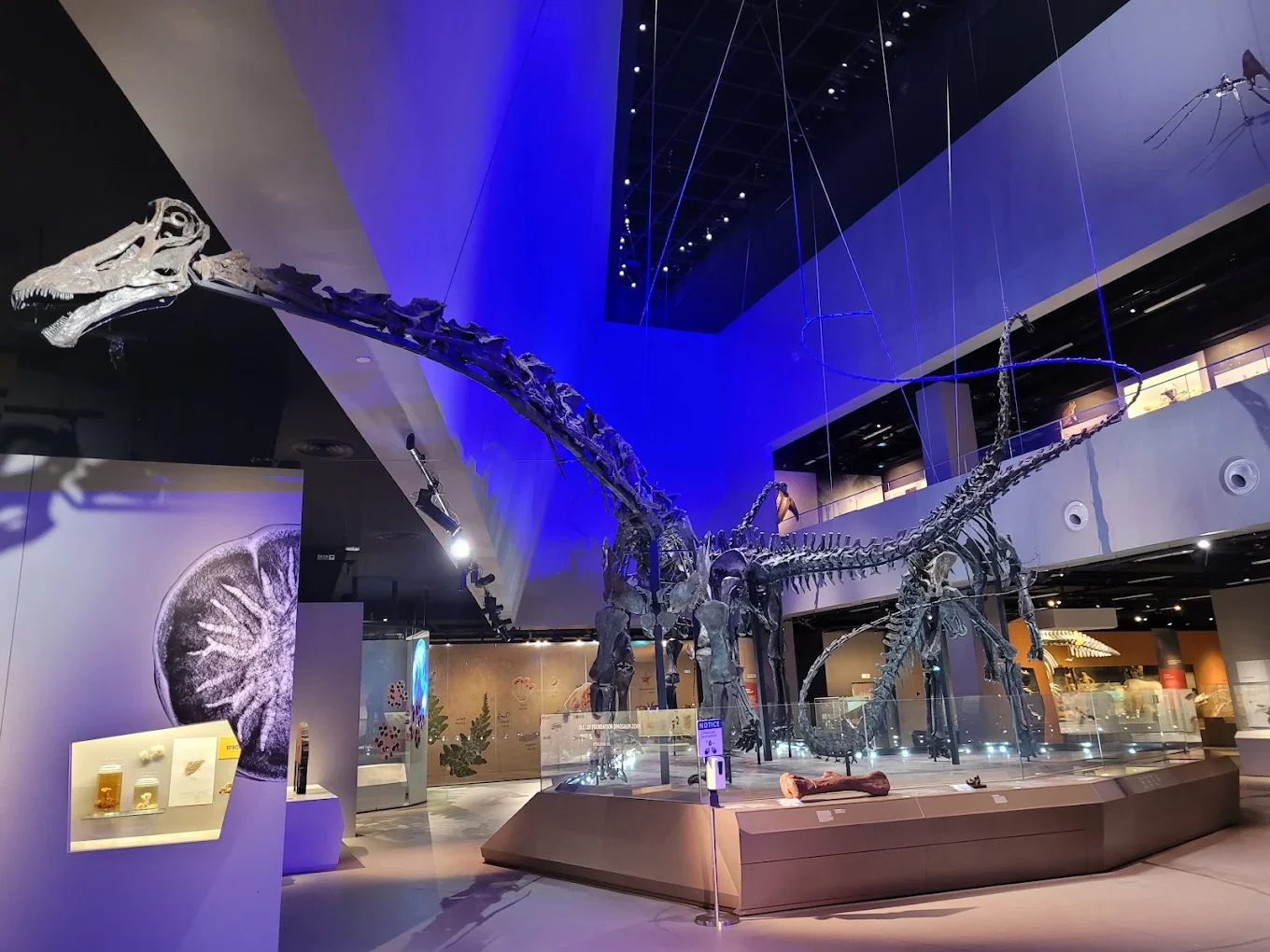 lee kong chian natural history museum singapore